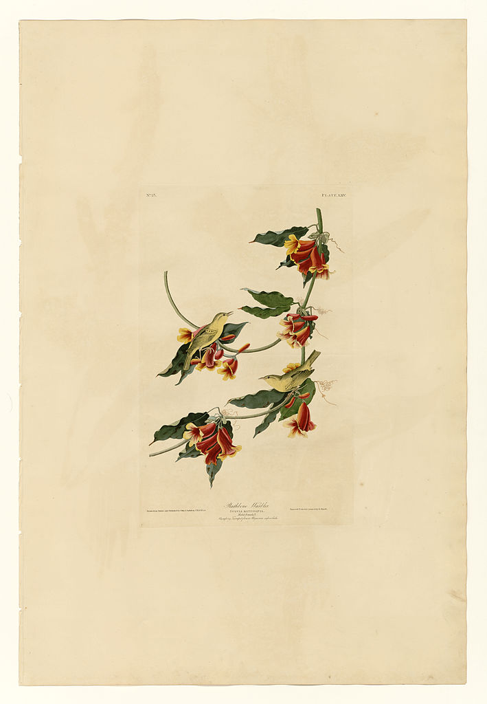 Plate 65 Rathbone Warbler John James Audubon tablo - Dekolata