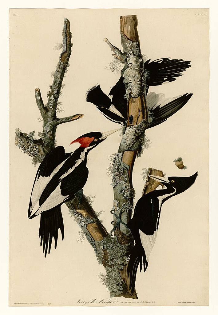 Plate 66 Ivory billed Woodpecker John James Audubon tablo - Dekolata