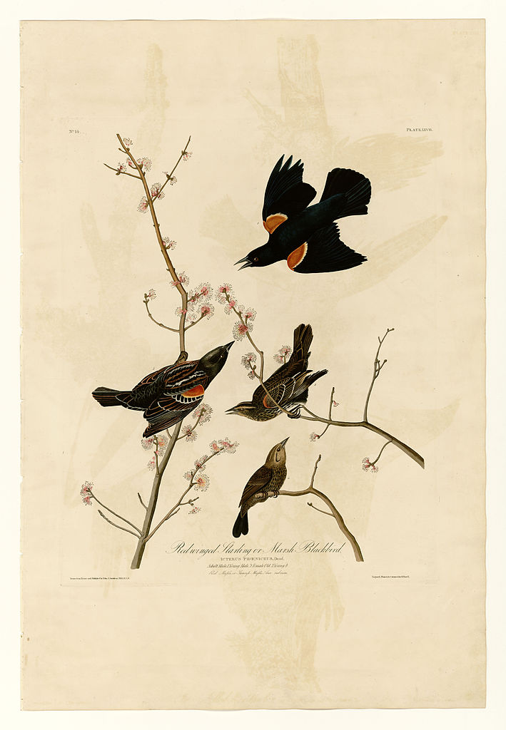 Plate 67 Red winged Starling or Marsh Blackbird – John James Audubon Tablo