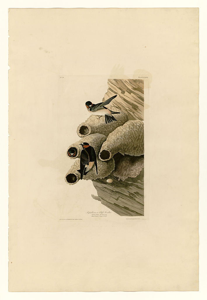 Plate 68 Republican or Cliff Swallow John James Audubon tablo - Dekolata