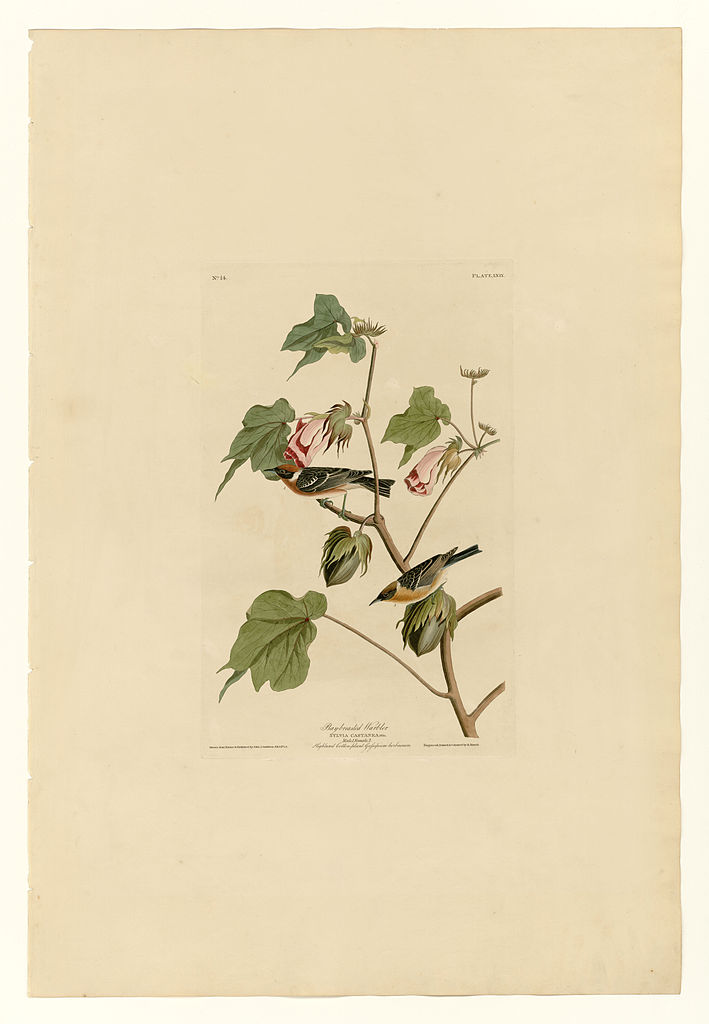Plate 69 Bay breasted Warbler John James Audubon tablo - Dekolata