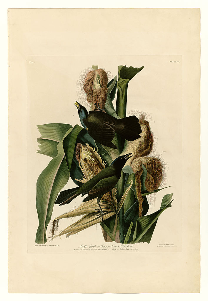 Plate 7. Purple Grakle or Common Crow Blackbird – John James Audubon Tablo