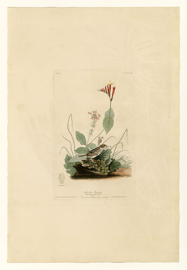 Plate 70 Henslow's Bunting John James Audubon tablo - Dekolata