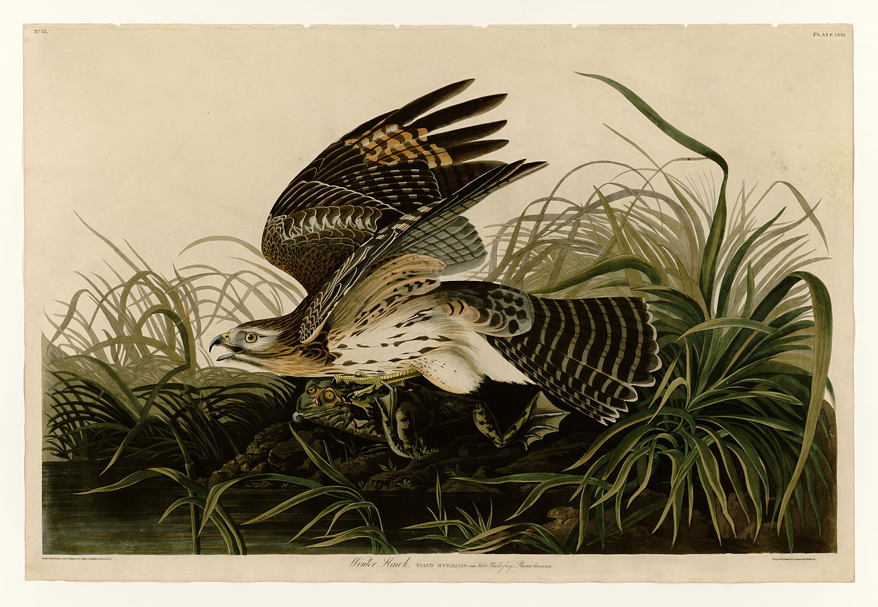 Plate 71 Winter Hawk John James Audubon tablo - Dekolata