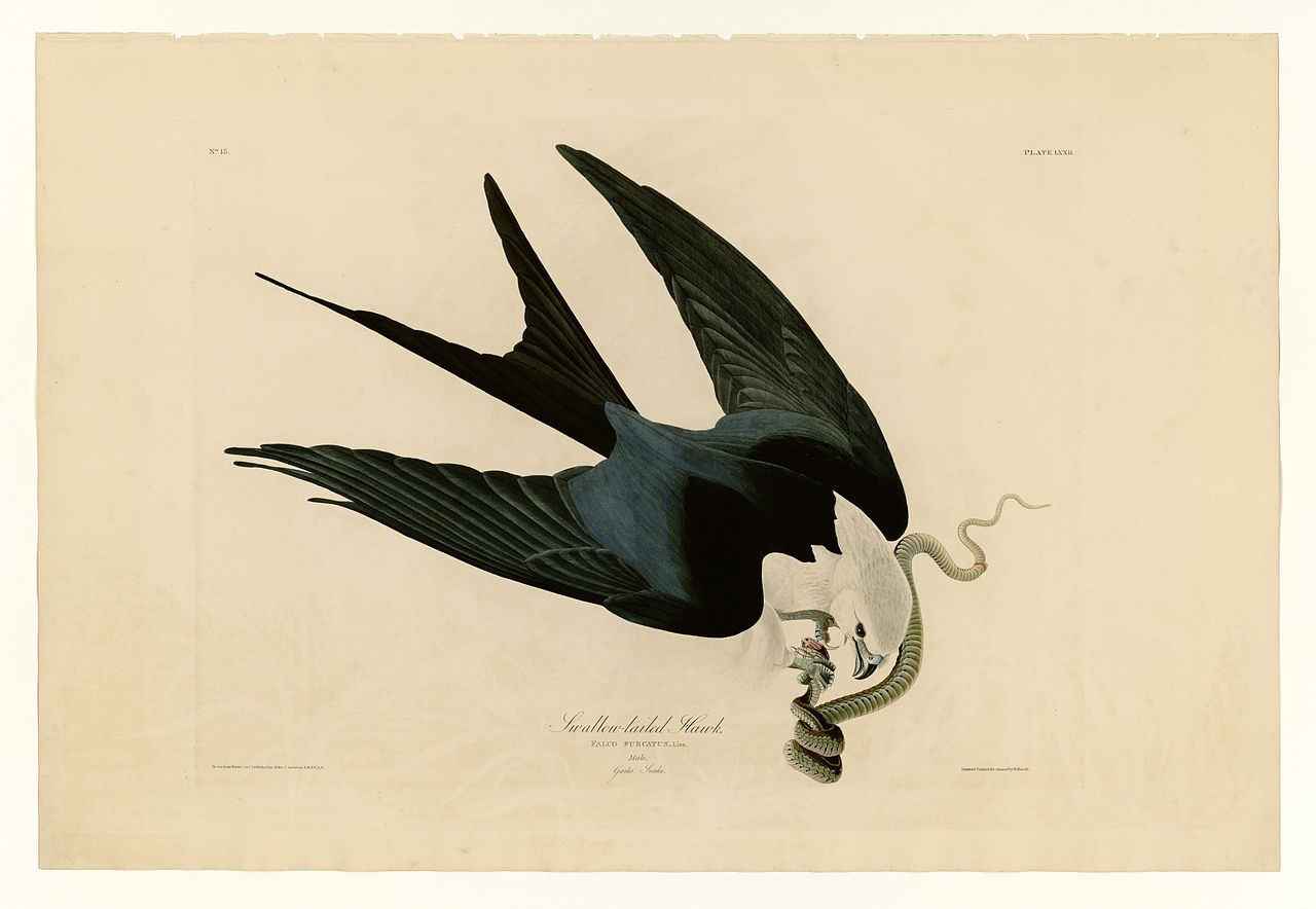 Plate 72 Swallow tailed Hawk John James Audubon tablo - Dekolata