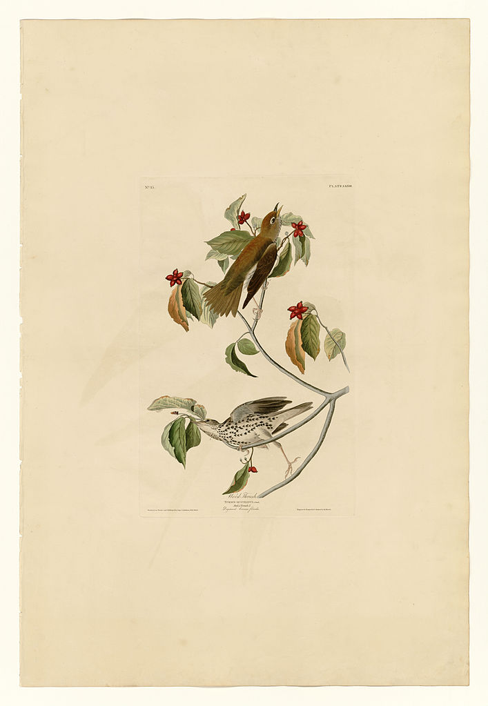 Plate 73 Wood Thrush John James Audubon tablo - Dekolata