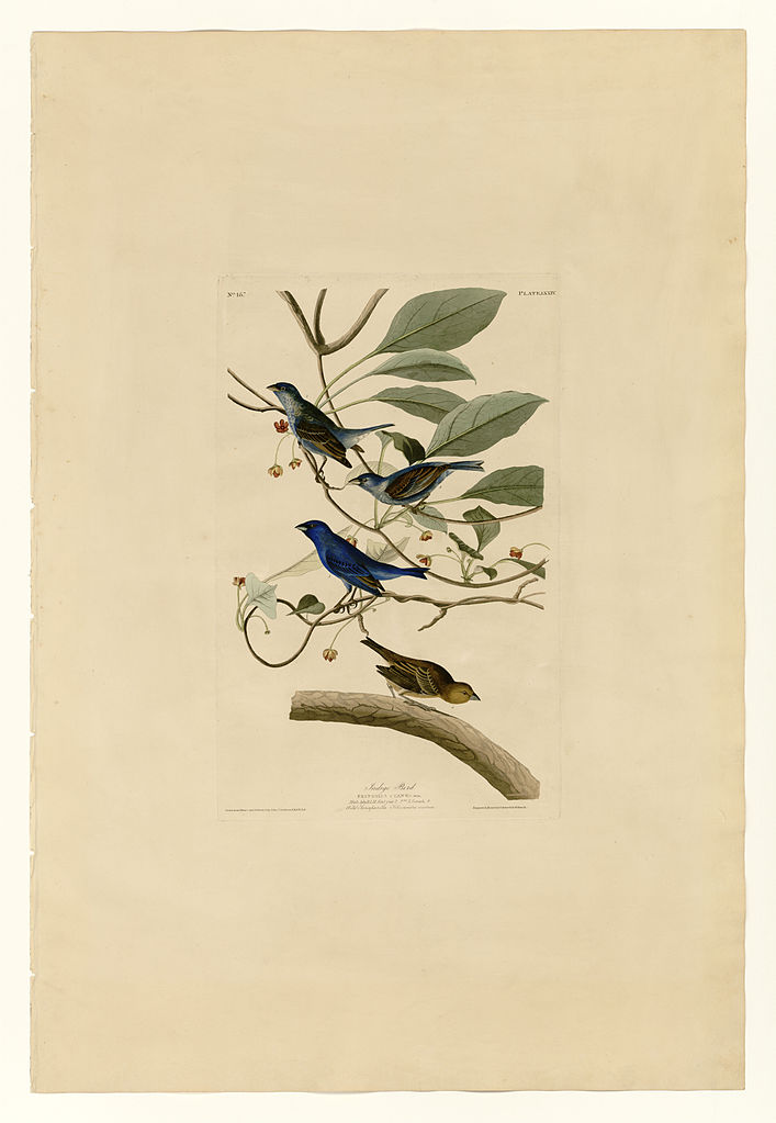 Plate 74 Indigo Bird John James Audubon tablo - Dekolata
