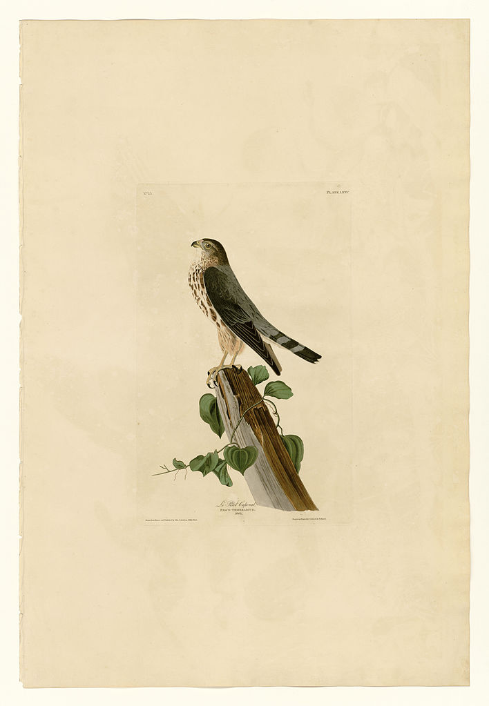 Plate 75 Le Petit Caporal John James Audubon tablo - Dekolata