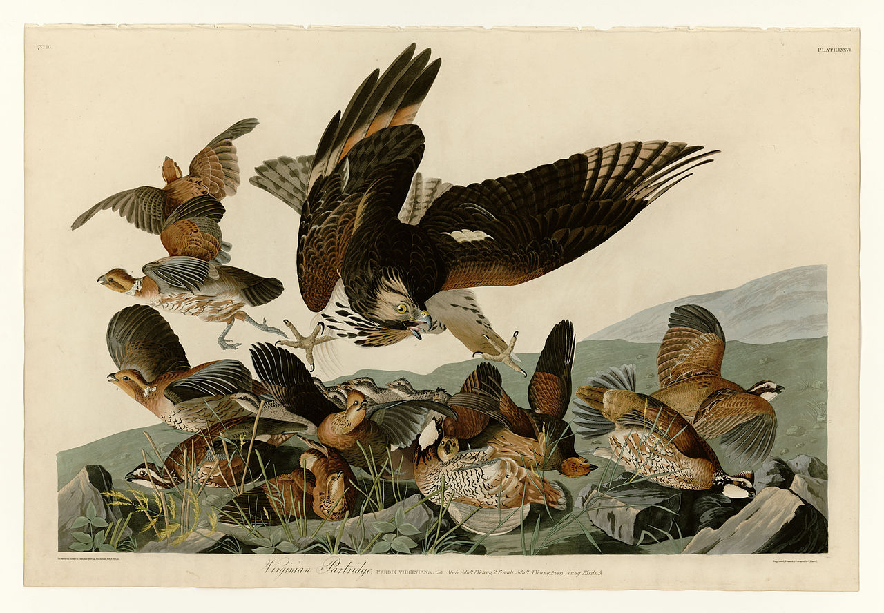Plate 76 Virginian Partridge John James Audubon tablo - Dekolata
