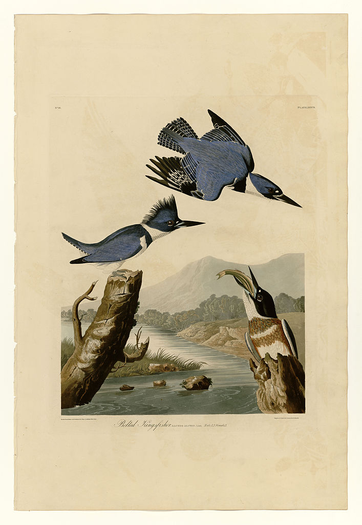 Plate 77 Belted Kingfisher John James Audubon tablo - Dekolata