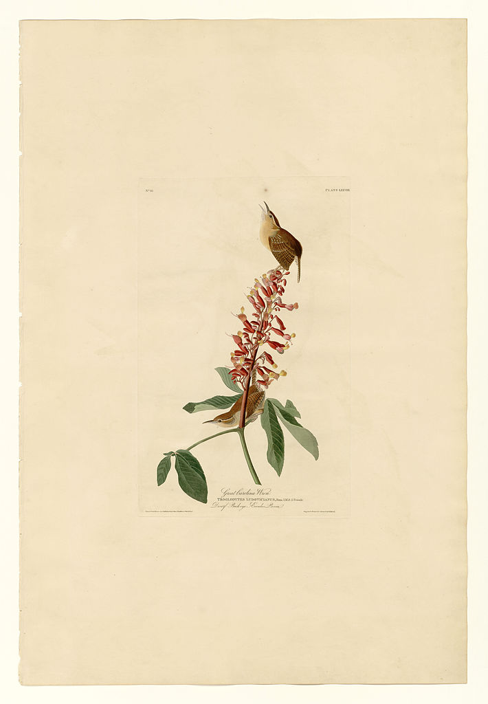 Plate 78 Great Carolina Wren – John James Audubon Tablo