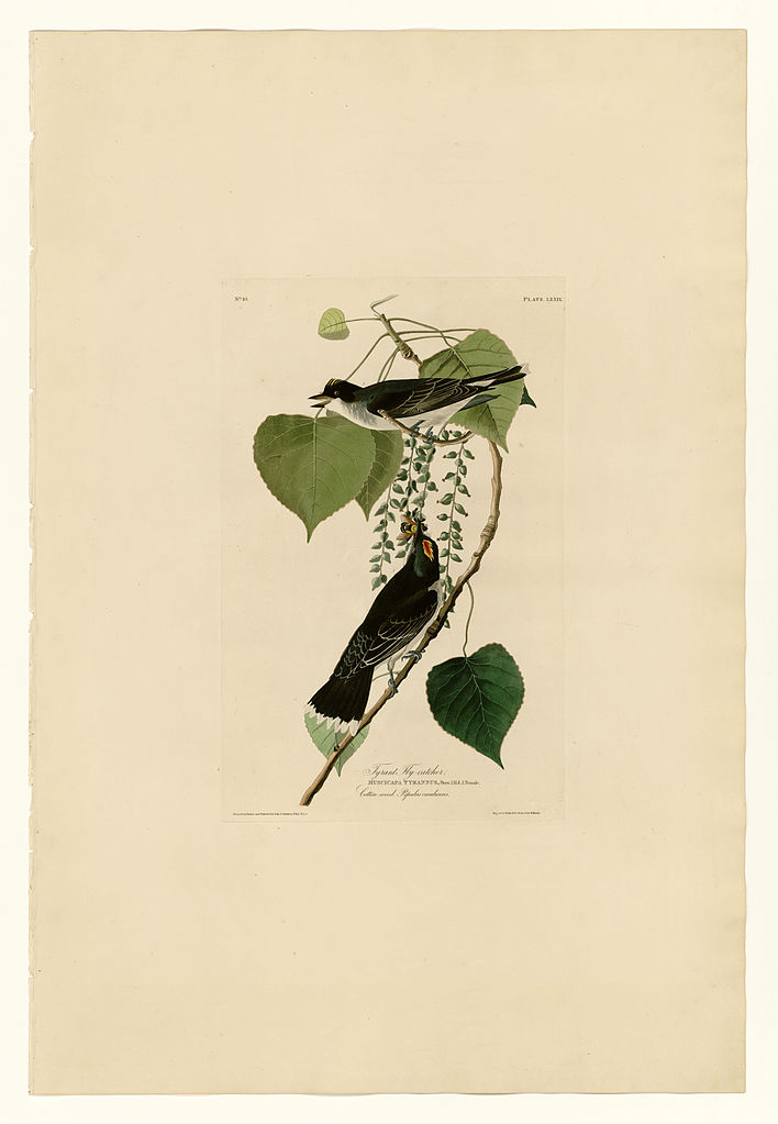 Plate 79 Tyrant Fly catcher John James Audubon tablo - Dekolata
