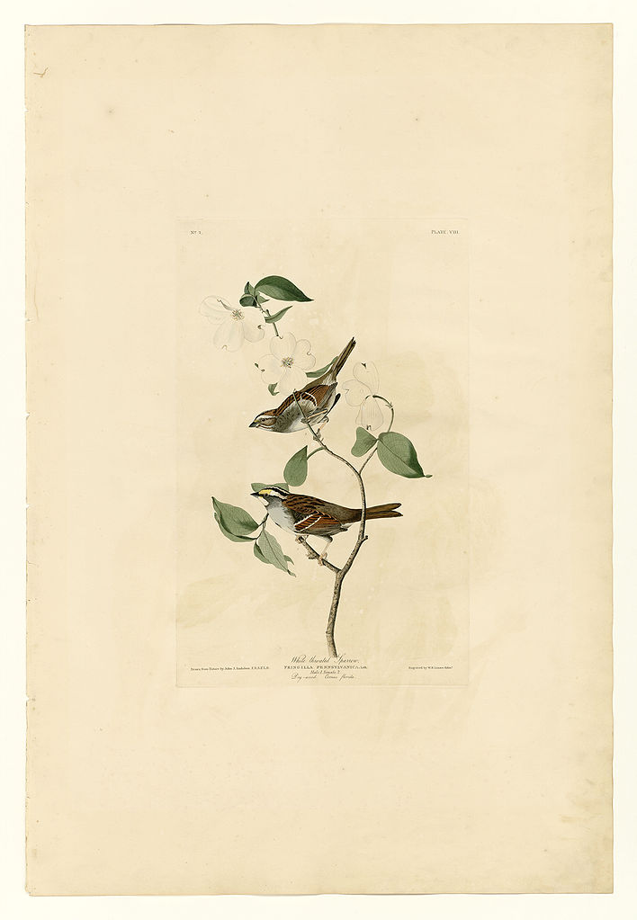 Plate 8 White throated Sparrow John James Audubon tablo - Dekolata