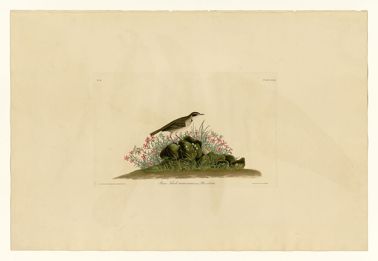Plate 80 Prairie Titlark John James Audubon tablo - Dekolata