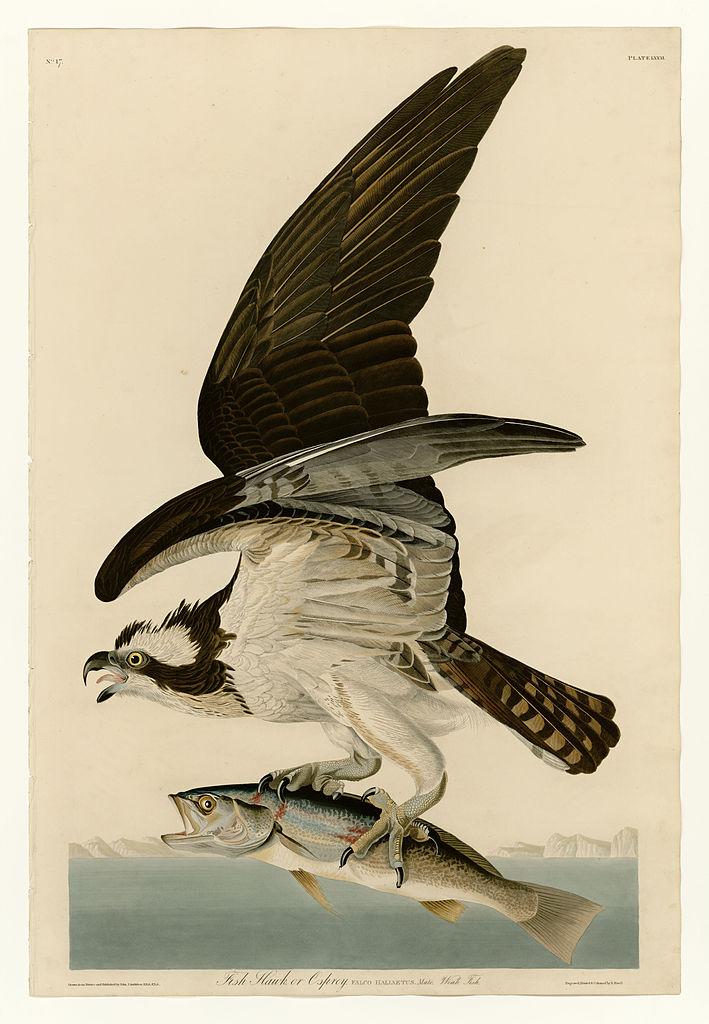 Plate 81 Fish Hawk or Osprey John James Audubon tablo - Dekolata
