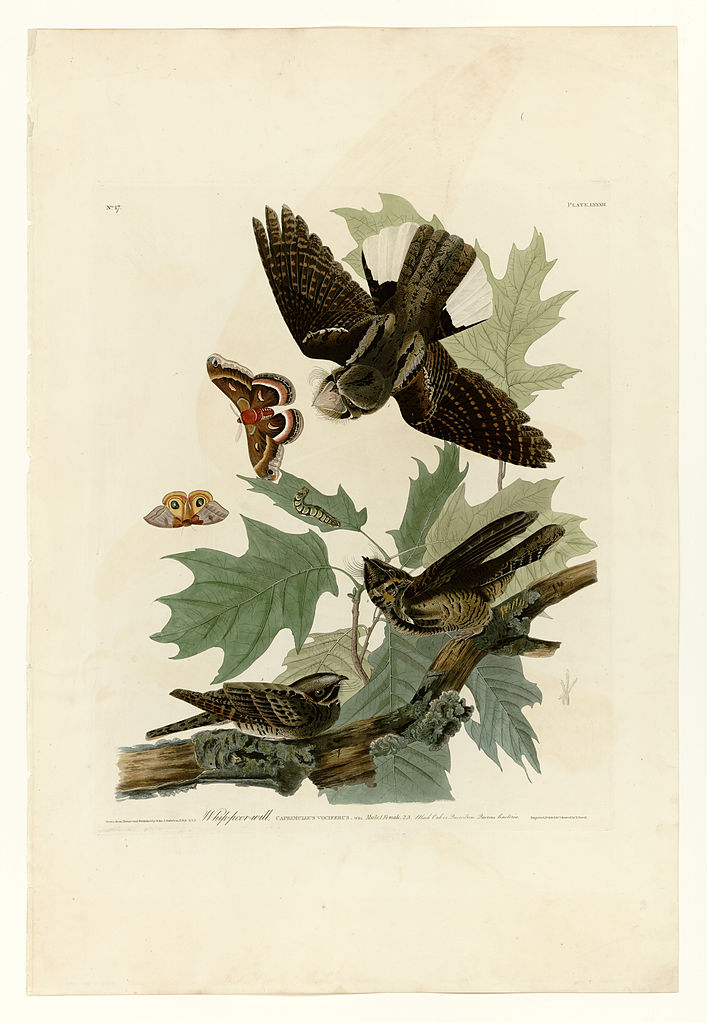 Plate 82 Whip poor will John James Audubon tablo - Dekolata