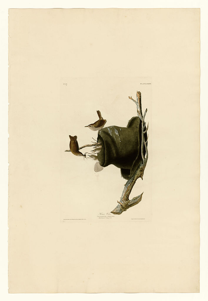 Plate 83 House Wren – John James Audubon Tablo