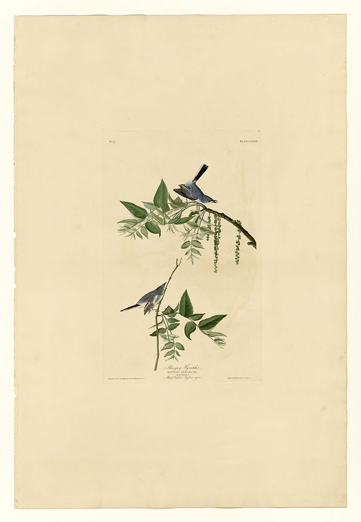 Plate 84 Blue Grey Fly catcher John James Audubon tablo - Dekolata