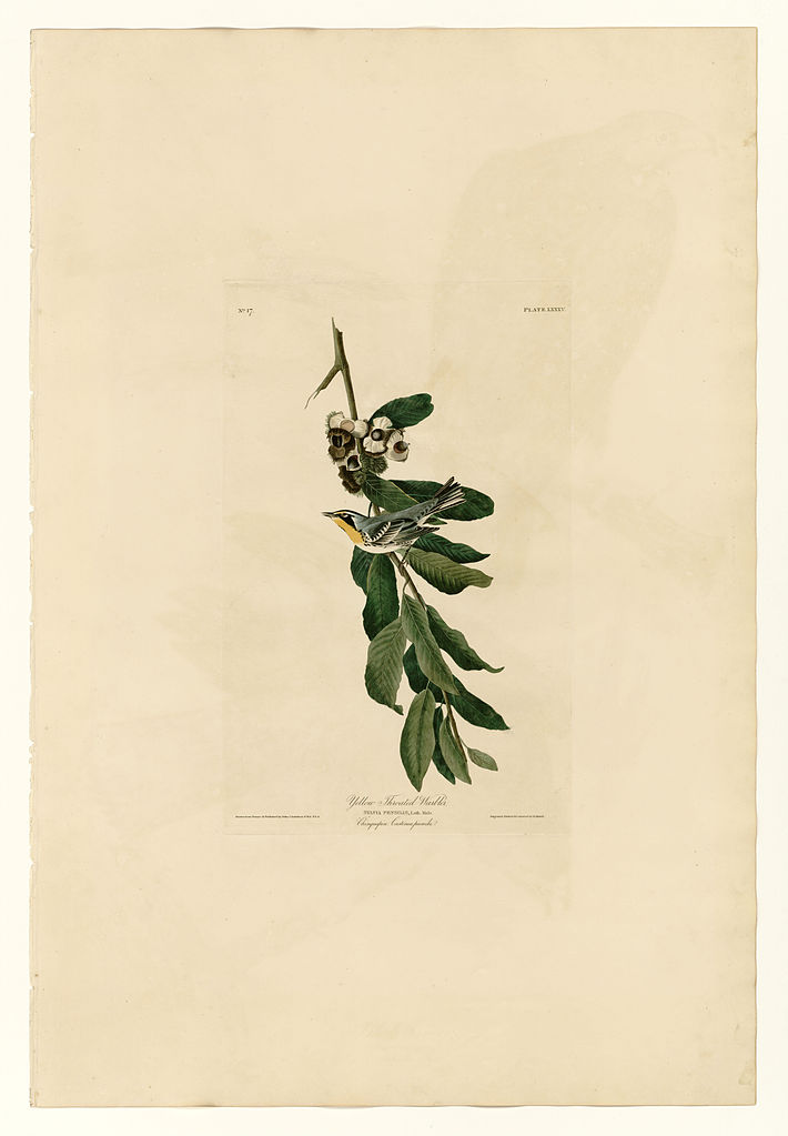 Plate 85 Yellow Throated Warbler – John James Audubon Tablo