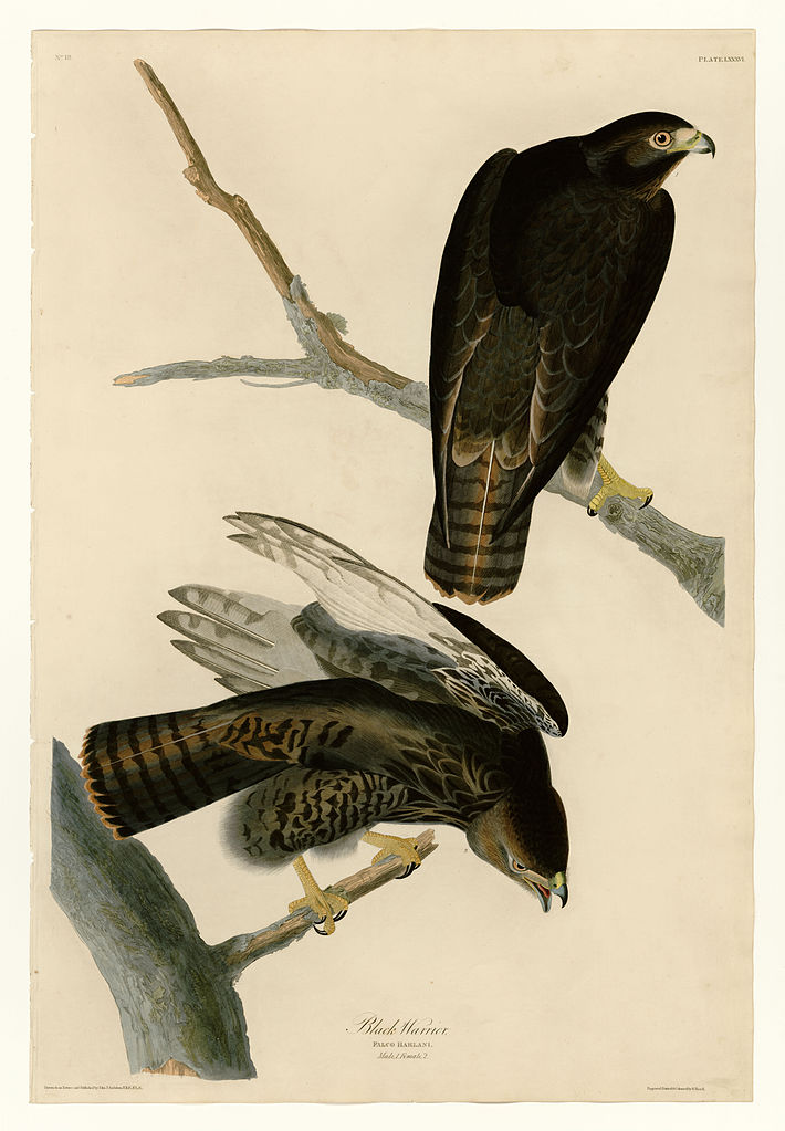 Plate 86 Black Warrior John James Audubon tablo - Dekolata