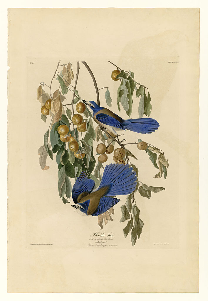 Plate 87 Florida Jay John James Audubon tablo - Dekolata