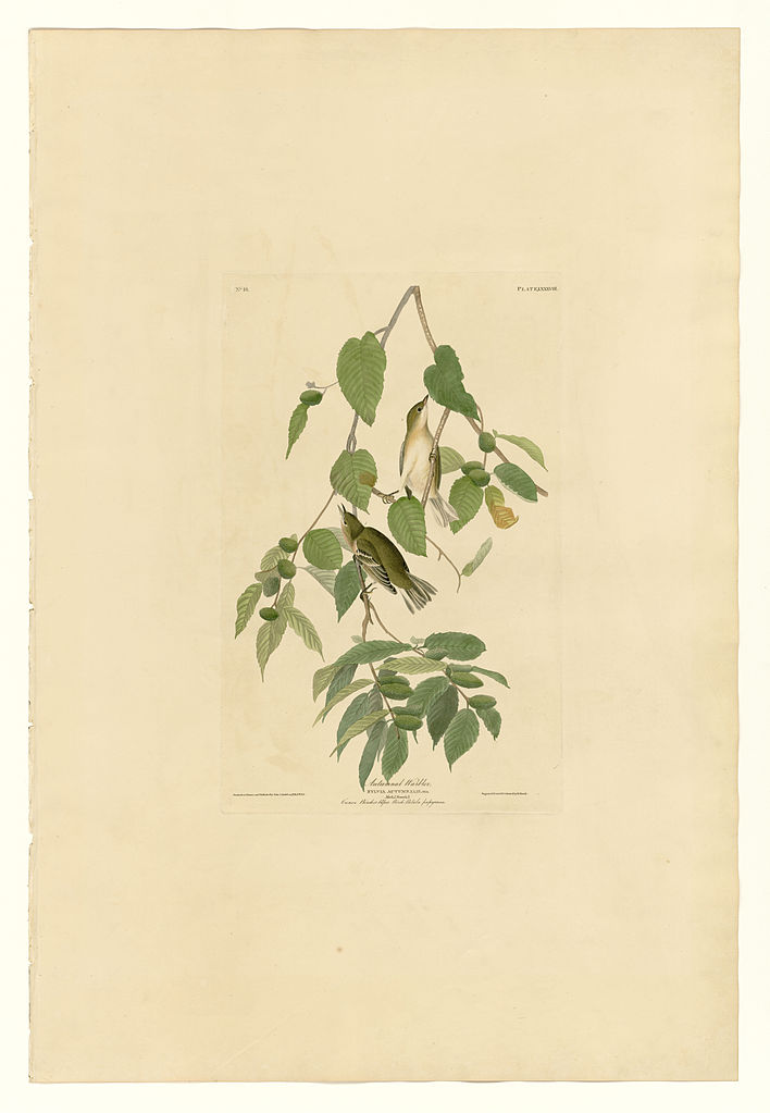 Plate 88 Autumnal Warbler John James Audubon tablo - Dekolata