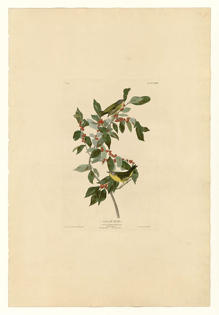 Plate 89 Nashville Warbler John James Audubon tablo - Dekolata