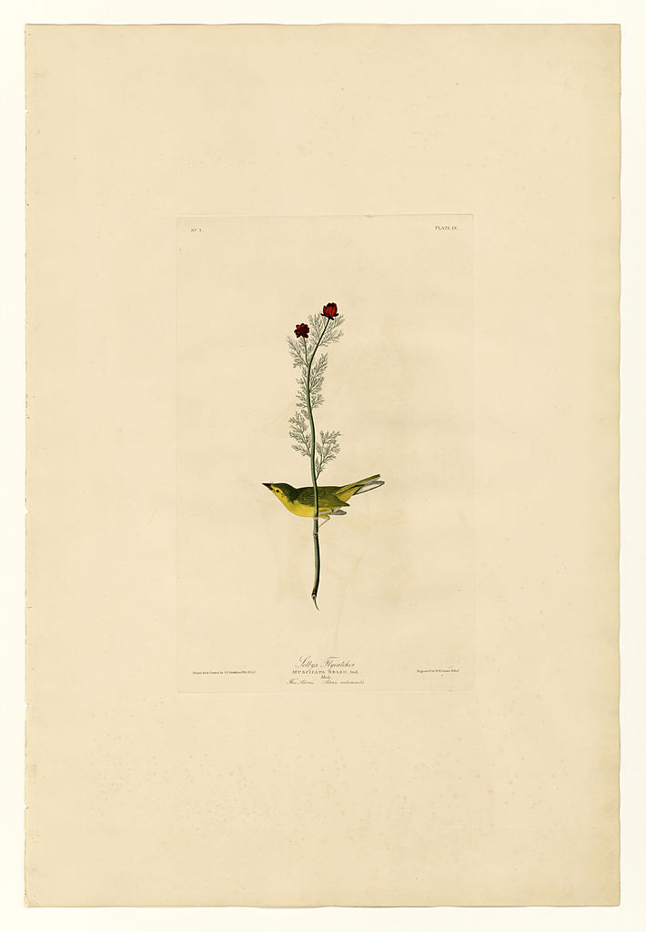 Plate 9 Selby's Flycatcher John James Audubon tablo - Dekolata