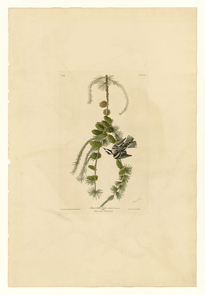Plate 90 Black & White Creeper John James Audubon tablo - Dekolata