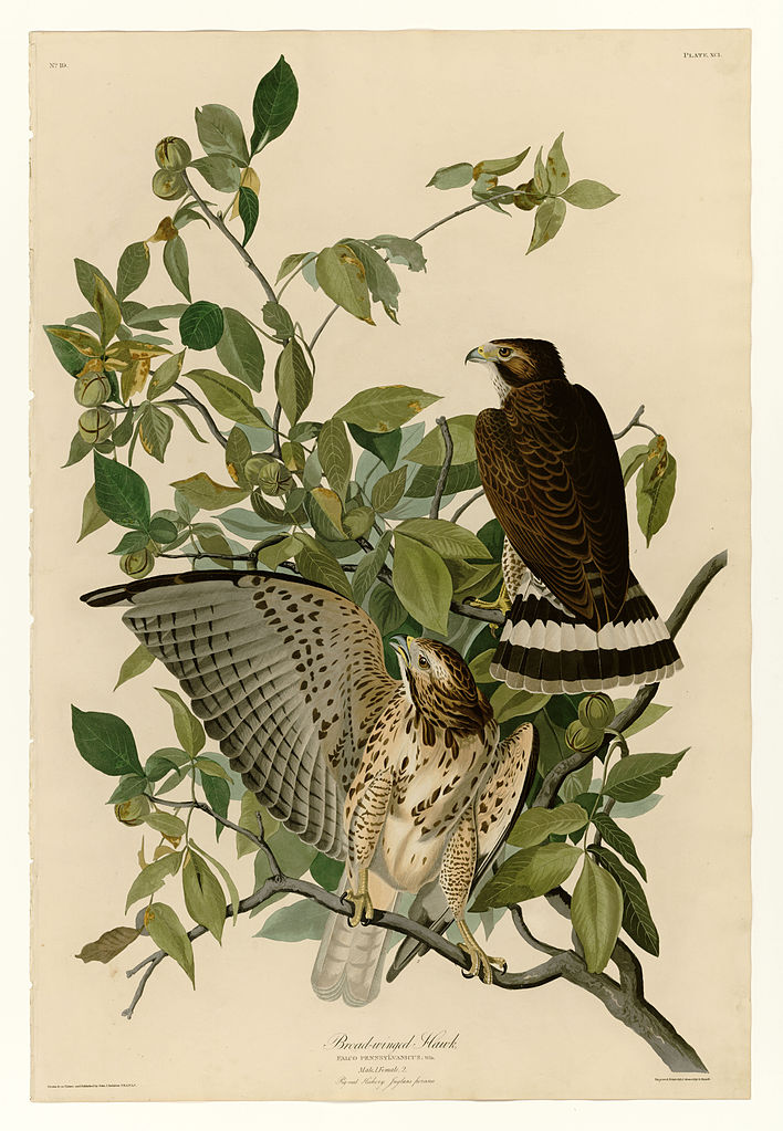 Plate 91 Broad winged Hawk John James Audubon tablo - Dekolata