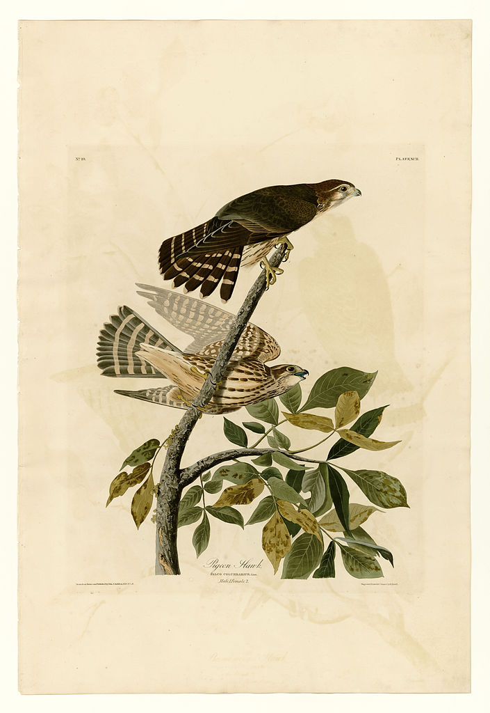 Plate 92 Pigeon Hawk John James Audubon tablo - Dekolata