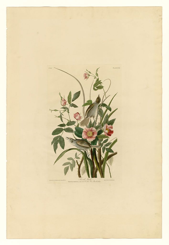 Plate 93 Sea side Finch John James Audubon tablo - Dekolata