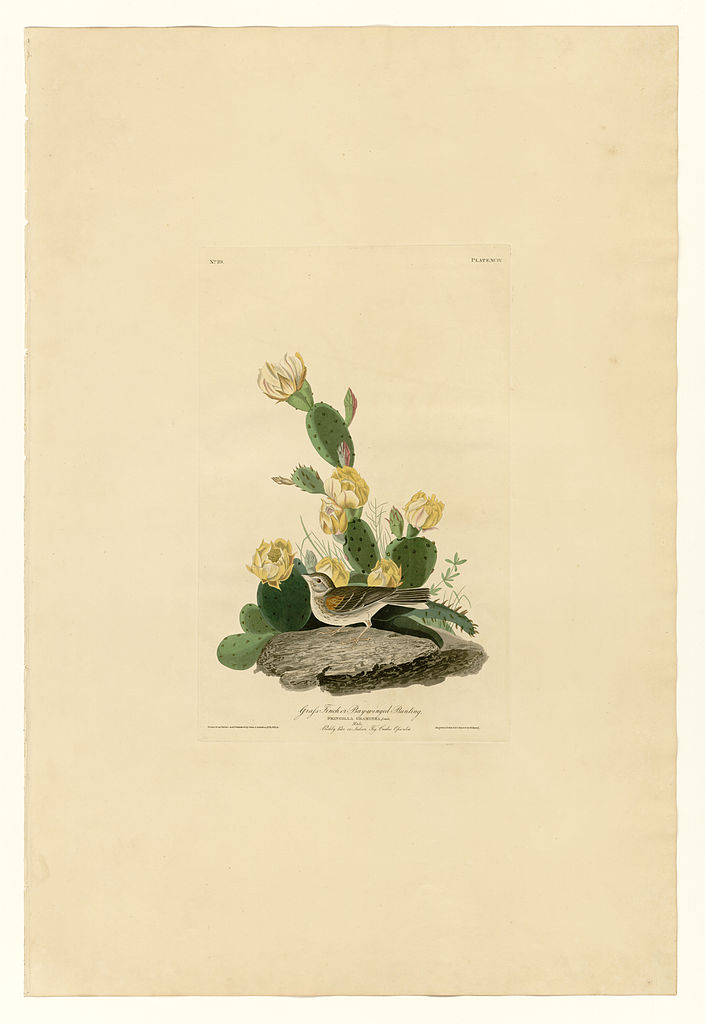 Plate 94 Grass Finch or Bay winged Bunting John James Audubon tablo - Dekolata