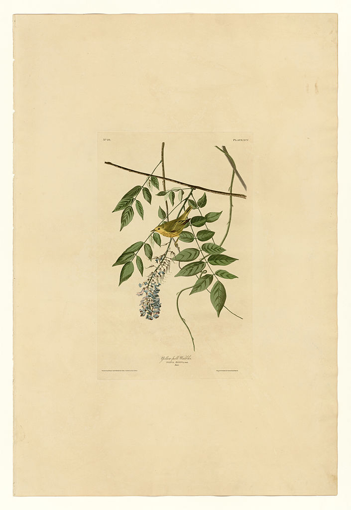 Plate 95 Yellow poll Warbler John James Audubon tablo - Dekolata