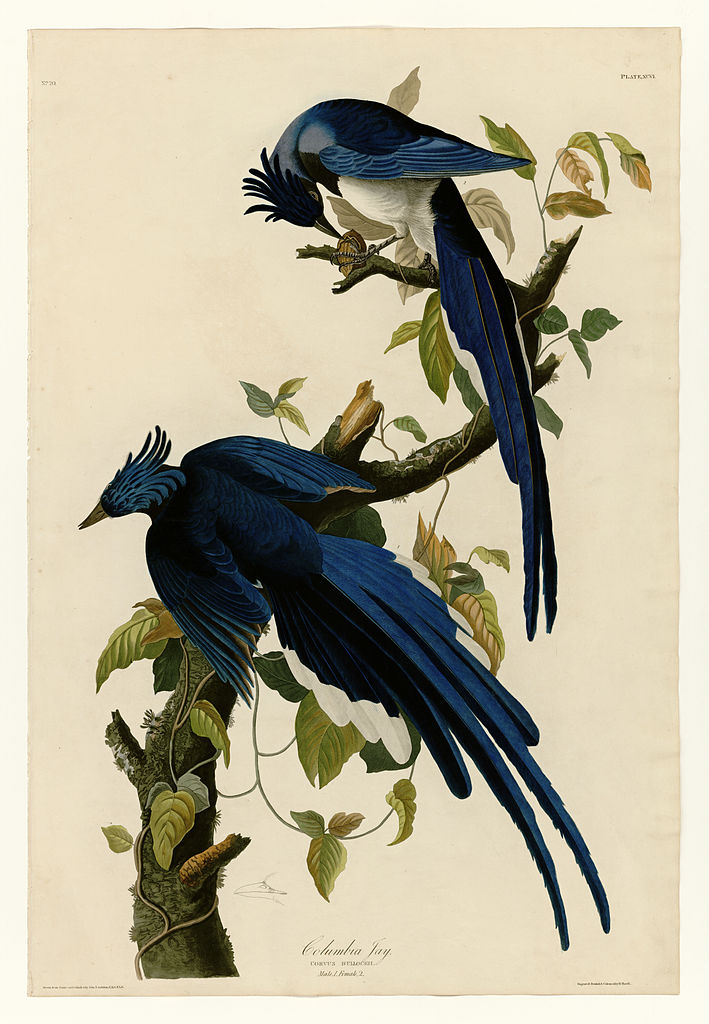 Plate 96 Columbia Jay John James Audubon tablo - Dekolata