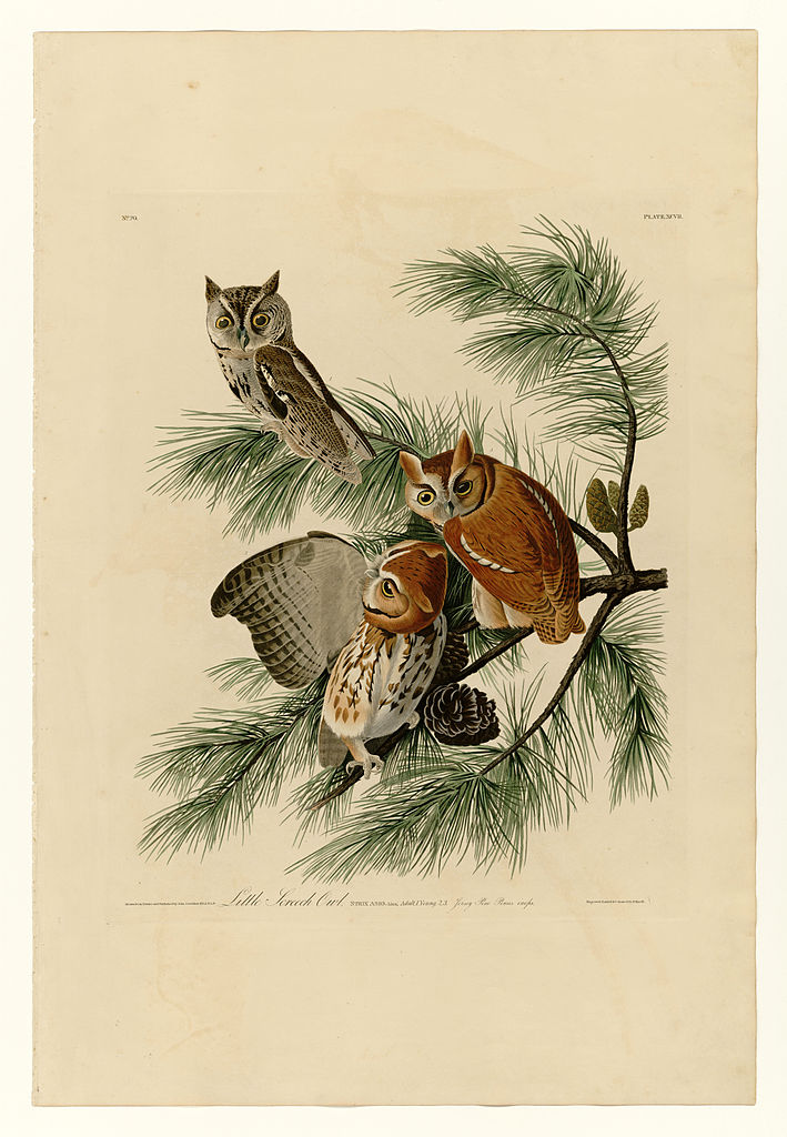 Plate 97 Little Screech Owl – John James Audubon Tablo