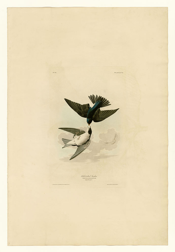Plate 98 White bellied Swallow John James Audubon tablo - Dekolata