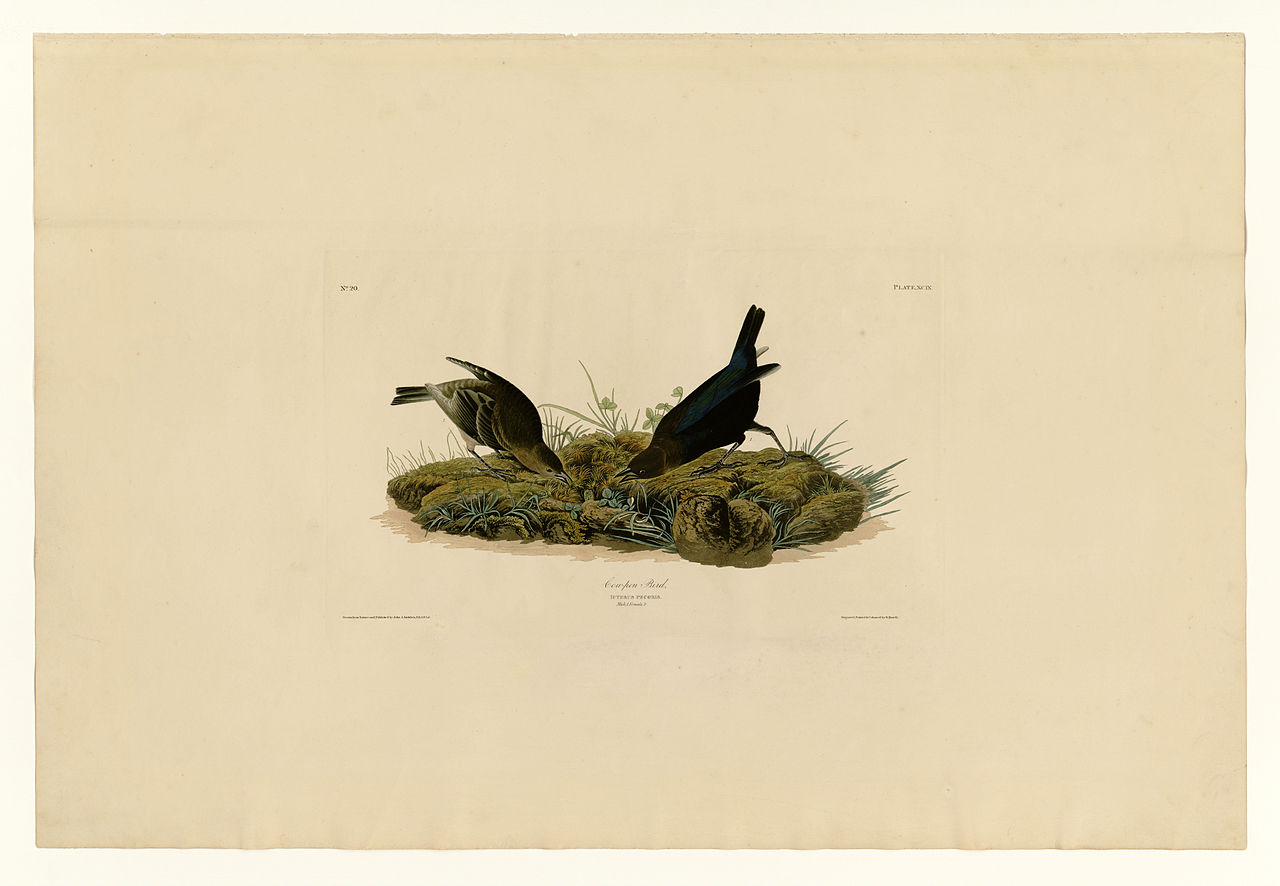 Plate 99 Cow pen Bird – John James Audubon Tablo