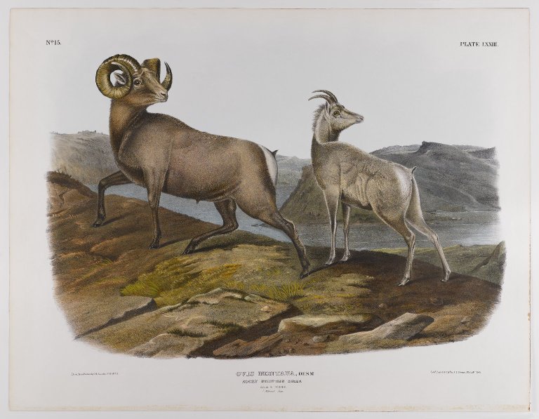Rocky Mountain Sheep (1845) John James Audubon tablo - Dekolata