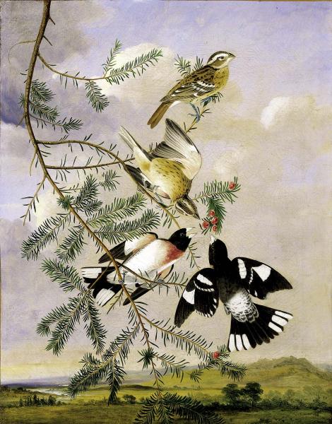 Rose Breasted Grosbeak (1830) John James Audubon tablo - Dekolata