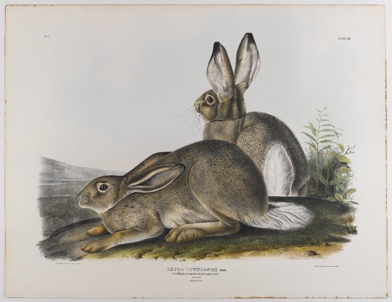 Townsend's Rocky Mountain Hare (1842) John James Audubon tablo - Dekolata