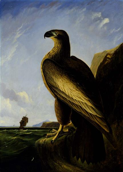 Washington Sea Eagle (1839) John James Audubon tablo - Dekolata