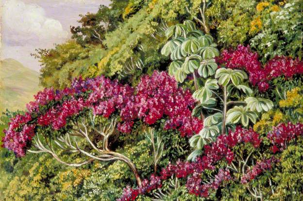 A Bank of Quaresma and Trumpet Trees, Brazil (1873) – Marianne North Tablo