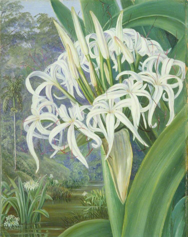 A Bornean Crinum (1876) – Marianne North Tablo