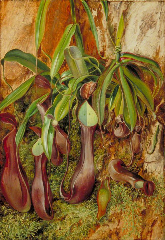 A Bornean Pitcher Plant, Sarawak, Borneo (1876) Marianne North tablo - Dekolata
