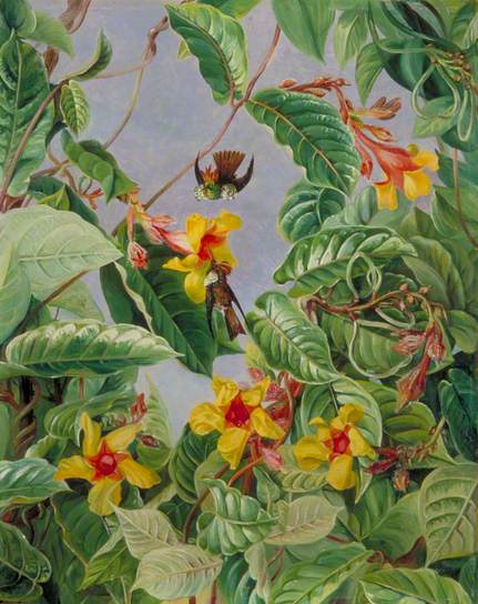 A Brazilian Climbing Shrub and Humming Birds (1873) Marianne North tablo - Dekolata