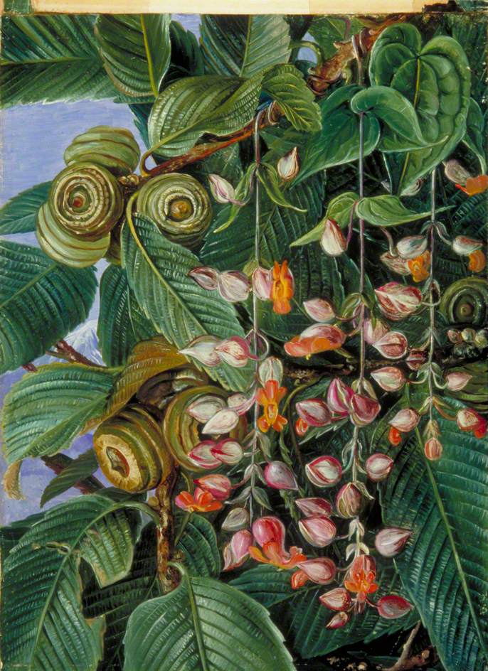 A Darjeeling Oak Festooned with a Climber (1878) Marianne North tablo - Dekolata