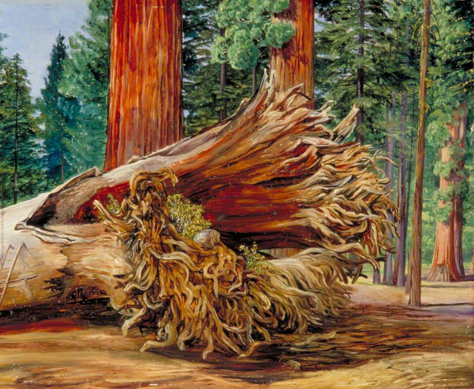 A Fallen Giant, Calaveras Grove, California (1875) – Marianne North Tablo