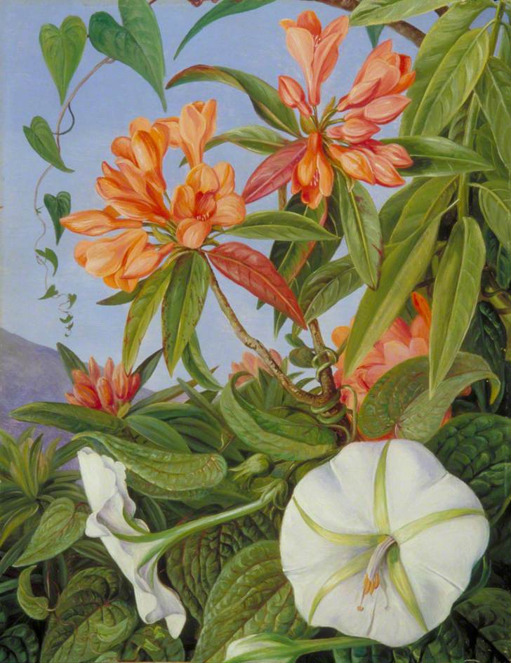 A Javan Rhododendron and Ipomoea (1876) – Marianne North Tablo