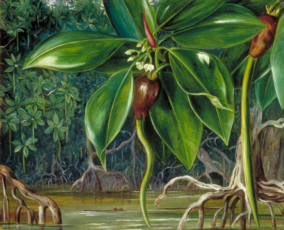 A Mangrove Swamp in Sarawak, Borneo (1876) – Marianne North Tablo